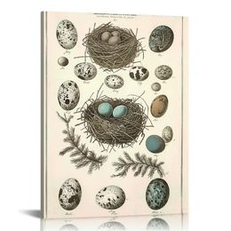 Poster Print Birds Nests Eggs Collection Identification Illustration Reference Chart Biology Science Educational Vintage Framed Home Wall Decor