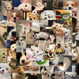 60pcs ins Cute and funny cats and dogs Waterproof PVC Stickers Pack for Fridge Car Suitcase Laptop Notebook Cup Phone Desk Bicycle Skateboard Case.