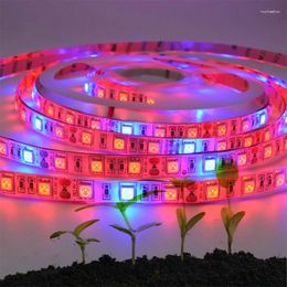 Grow Lights LED Light Strip For Plant Growing Hydroponic Non-Waterproof Lamp Seedlings Greenhouse DC 12V