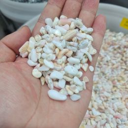 Natural Bahama Queen Conch Shell gravel Pink Conch Shell for Aquarium Home Decor Beach Decorations Collectibles Wedding DIY Gift