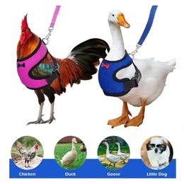 Pet Duck Chicken Poultry Clothes Vest Hen Belt Harness Matching Collars Bow Supplies 240530