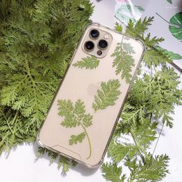 Decorative Flowers 1000PCS Artemisia Annua True Leaf Specimens Of Dry For DIY Mobile Phone Case