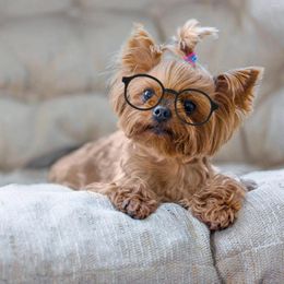 Dog Apparel 4 Pcs Eye Glasses Puppy Decoration Sunglasses Personality Small Dogs Costume Pet Decorative
