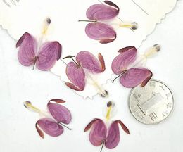 Decorative Flowers 100pcs Pressed Dried Lotus Buds Flower Plant Herbarium For Jewelry Phone Case Po Frame Postcard Bookmark Making