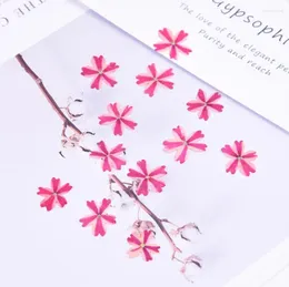 Decorative Flowers Pressed Dried Verbena Hybrida Voss Flower Plants For Epoxy Resin Jewellery Making Bookmark Phone Case Face Makeup Nail Art