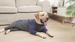 Dog Apparel Clothes Winter Four-legged Windproof For Medium And Large Dogs Cold-proof Warm Cotton