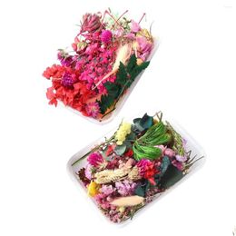 Decorative Flowers Wreaths 2 Boxes Real Dried Colorf Natural Dry Press Diy For Nail Jewelry Resin Epoxy Making Scrapbooking Drop Deliv Otubs