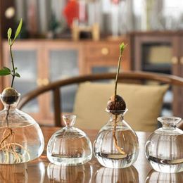 Vases Transparent Glass Vase Avocado Seed Starters Growing Kit For Gift Gardening Lovers Home Decor