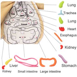 Kids Human Body Model Anatomy Plush Toy Montessori Learning Anatomical Internal Organs DIY Assembled Toy Preschool Teaching Tool