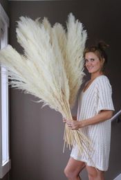 Big pampas grass wedding decor 130cm natural dried reed showcase christmas shopwindow decor real plant 5560cm9117901