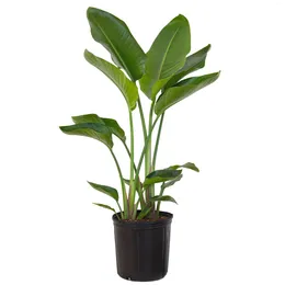 Decorative Flowers United Nursery Live White Bird Of Paradise Plant 26-32 Inches Tall In 9.25 Inch Grower Pot