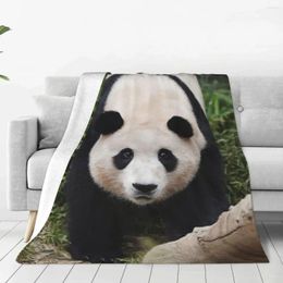 Blankets Fubao Panda Fu Bao Animal Blanket Super Warm Decorative Bed Throw For Easy Care Machine Travel Camping