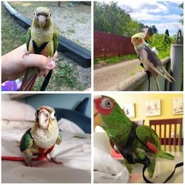 Other Bird Supplies 1.2m/1.3m 4-color Parrot Harness Pet Fur Outdoor Flight Traction Belt Strap Adjustable Anti Bite Training Rope