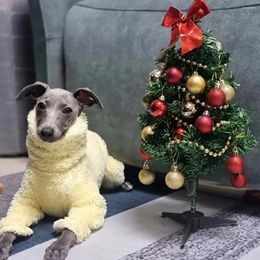 Dog Apparel Italian Greyhound Four-Leg Jumpsuit Winter Warm Coat Whitbit Clothing