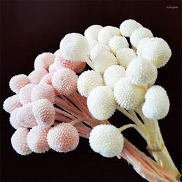 Decorative Flowers Dry Flower Arrangements Billy Ball Craspedia Globosa Benth Eternal Life For Home Wedding Party Themed Decorations