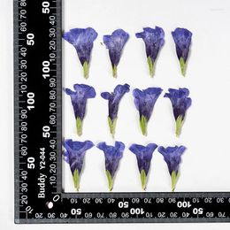 Decorative Flowers 60pcs Pressed Dried Blue Butterfly Flower Herbarium Jewelry Postcard Bookmark Frame Phone Case Face Makeup Lamp Card DIY