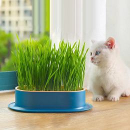 Cat Snack Cat Mint Planting Hydroponic Box Cat Grass Pot Color Contrast Hydroponic Cat Grass Box Set Catgrass Planting Bowl