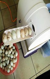 One man operation automatic egg washing machine eggs cleaning egg washer with low duck egg washer6752643