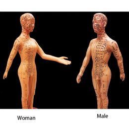 Human Body Acupuncture Model Female/Male Meridians Model Chart Book Chinese Medicine 52cm