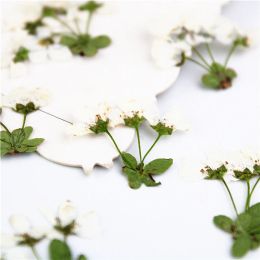 24pcs,Natural Pressed real white flowers,Eternal petals DIY Wedding invitations Bookmark Gift Cards,Flores Facial Decoration