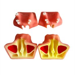 Dental Practice Model Maxillary Lift Model Upper Sinus Lifting Implant Training
