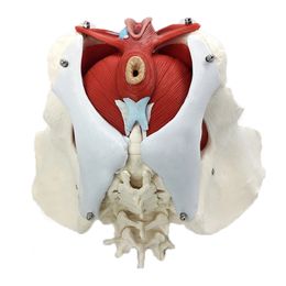 Female Pelvis Floor Model Uterus Ovary Muscle Teaching Resources Educational Supplies Removable Medical Student Anatomy