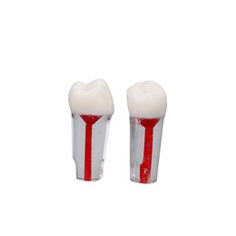 5PCS Dental Tooth Model Root Canal RCT Practise Pulp Cavity Clear Resin Teaching Teeth Model For Student Study Lab Equipmenent5P