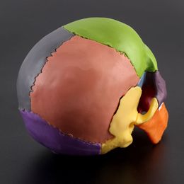 15pcs/set 4D Disassembled Colour Skull Anatomical Model Detachable Medical Teaching Tool