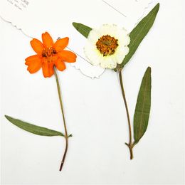 16pcs,Natural Pressed Zinnia Flowers with stem,Real touch Flower DIY Art Craft Bookmark Gift Decoration,DIY wedding invitations