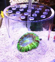 Aquarium LPS coral feeder cover protect BrainCoral Trachyphyllia food prevent fish marine fish tank