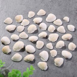 10pcs/Lot Mediterranean Sea Shell White Coconut Ocean Scallop Natural Shells Mini Seashells DIY Aquarium Landscape Party Crafts