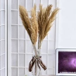 10pcs Natural/White Big Reed Dried Flowers Pampas Grass Dried Flowers Dried Flower Natural Pampas Grass Reed Plants Home Decor