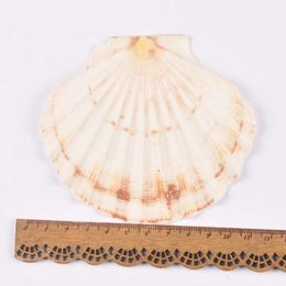 11cm No Hole Natural Sector Shells Handmade DIY Crafts Seashells Home Decor Beach Decorations Wedding Art Ocean Ornaments