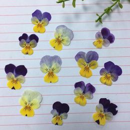 30pcs Dried Pressed Pansy Corydalis Suaveolens Hance Flower/Leaves Plants Herbarium For Jewellery Postcard Bookmark Candle Craft