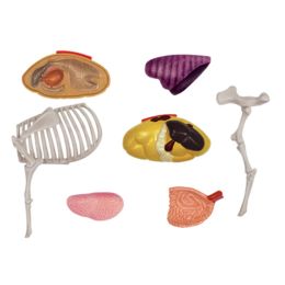 Animal Organ Anatomy Model 4D Cow Intelligence Assembling Toy Teaching Anatomy Model DIY Popular Science Appliances