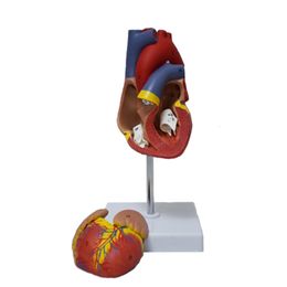 Anatomical Human Heart Anatomy Models Medical Science Viscera Teaching Model Medical Organ Model Teaching Resources with Stand