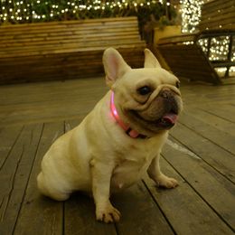 USB Rechargeable Led Dog Collar Anti-Lost/Avoid Car Accident Collar for Dogs Puppies Dog Collars Leads LED Supplies Pet Products