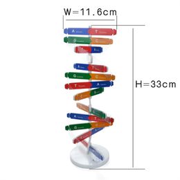 Popular Science Teaching Toys Human Gene DNA Double Helix Model Diy Biological Science Experimental Children's Educational Toys