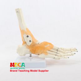 Anatomical Foot Ankle Joint Model Life Size Human Foot Bone Model With Functional Ligaments Medical Teaching Aid