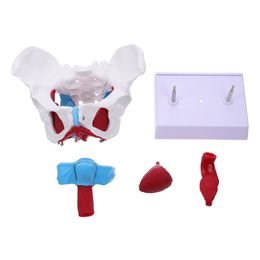 Pelvic Uterus Model Muscle Anatomical Pelvis for Learning Medical Training Supply Accessories