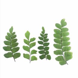 12pcs Pressed Dried Flower Natural Fern Leaf Handmade Herbarium For Epoxy Resin Jewellery Making Makeup Face Nail Art Craft DIY