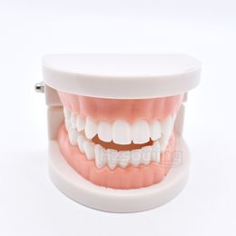 Teeth Models Dental Lab Mode Teach Teeth Model Dentist student Model for Teaching Dentistry Material