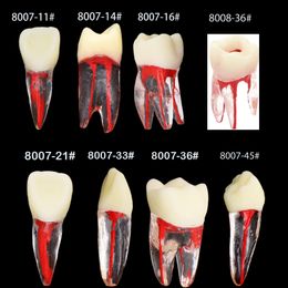 Dental Endo Teeth Root Canal Model Endodontic File RCT Practice Block Pulp Cavity Training Lab for Teaching Study