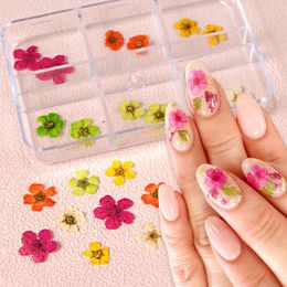 12 Pcs Natural Dry Flowers Nail Art Decorations Colourful Real Dried Small Flower Manicure Accessories Supplies for Gel Nail Tips