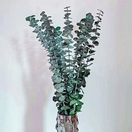 Decorative Flowers 10 PCS Preserved Dried Eucalyptus Branches Fresh Real Leaves Relieve Stress Arrangement Home Decor