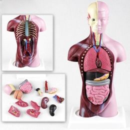 28cm Removable Human Torso Body Model Anatomy Anatomical Medical Internal Organs For Teaching