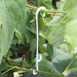 J Shaped Tomato Hooks Vegetable Cherry Grape Plant Support Clips Fixed Hooks for Prevent Tomato Fruit Cluster Garden Supplies