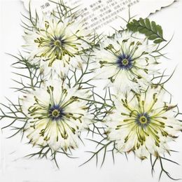 Decorative Flowers 120pcs Love In A Mist Manufacturers Promotion Dried Pressed For Candle / Bookmark Decoration