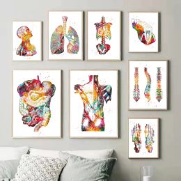 Human Structure Anatomy Muscles System Canvas Paintings Heart Lungs and Bones Posters Prints Medical Enthusiasts Wall Art Gift