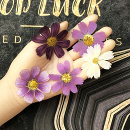 50pcs Dried Pressed Natural Purple+White Cosmos Galsang Flower Plant Herbarium For Postcard Photo Frame Jewelry Bookmark Craft